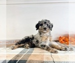 Small #1 Bernedoodle (Miniature)