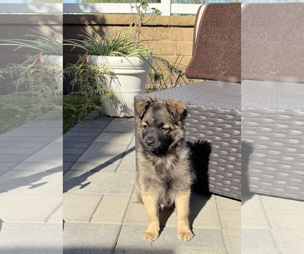 Medium Photo #2 Mutt Puppy For Sale in Lake Elsinore, CA, USA