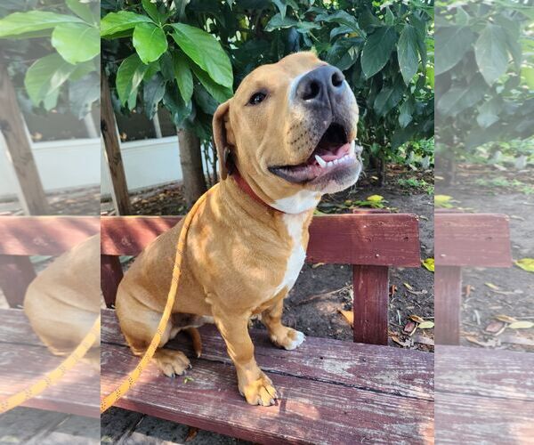 Medium Photo #2 American Staffordshire Terrier-Unknown Mix Puppy For Sale in Miami, FL, USA