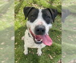 Small #2 American Pit Bull Terrier-American Staffordshire Terrier Mix