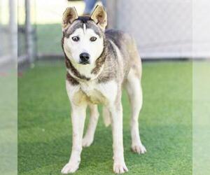 Siberian Husky Dogs for adoption in Camarillo, CA, USA