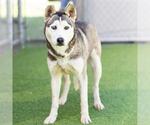 Small Siberian Husky
