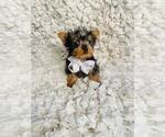Small Yorkshire Terrier