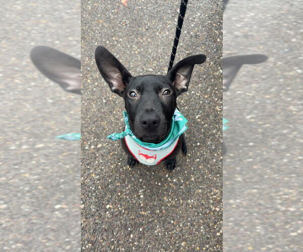 Medium Photo #1 American Pit Bull Terrier-Labrador Retriever Mix Puppy For Sale in Shermans Dale, PA, USA