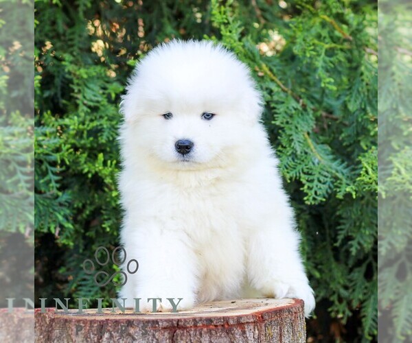 Medium Photo #1 Samoyed Puppy For Sale in LITITZ, PA, USA