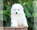 Small Samoyed