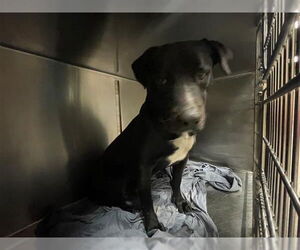 Labrador Retriever-Unknown Mix Dogs for adoption in Waco, TX, USA