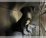 Small Labrador Retriever Mix