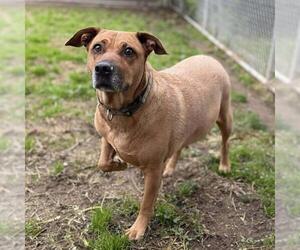 Mutt Dogs for adoption in Modesto, CA, USA