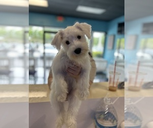 Schnauzer (Miniature) Puppy for Sale in HOLLYWOOD, Florida USA