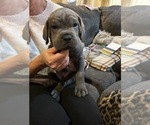 Small Photo #5 Cane Corso Puppy For Sale in ATASCOCITA, TX, USA
