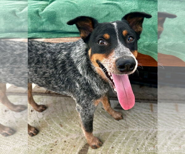 Medium Photo #1 Mutt Puppy For Sale in Newport Beach, CA, USA