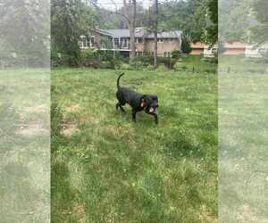 Midnight Lagoon - Male American Staffordshire Terrier-Unknown Mix Dog for Adoption - Photo #13