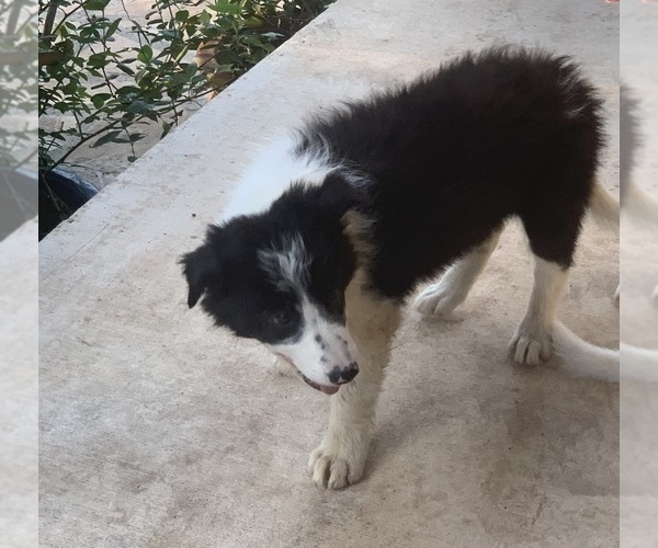 Medium Photo #6 Border Collie Puppy For Sale in BLANCO, TX, USA
