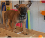 Puppy 4 German Shepherd Dog-Malinois Mix