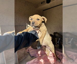 Mutt Dogs for adoption in Oklahoma City, OK, USA