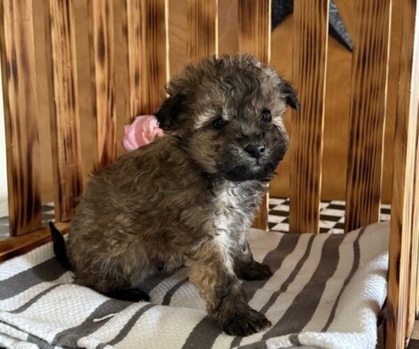 Medium Photo #1 Poodle (Miniature) Puppy For Sale in CURTISS, WI, USA