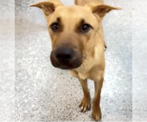 Medium Photo #2 Black Mouth Cur-Unknown Mix Puppy For Sale in Houston, TX, USA