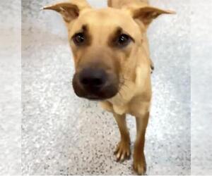 BUNNY - Male Black Mouth Cur-Unknown Mix Dog for Adoption - Photo #2