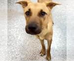 Small #1 Black Mouth Cur Mix