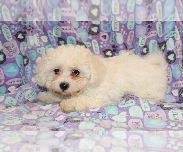 Medium Photo #9 Zuchon Puppy For Sale in BLOOMINGTON, IN, USA