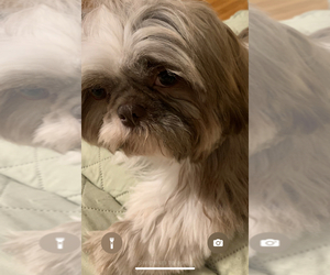 Mother of the Shih Tzu puppies born on 06/25/2025