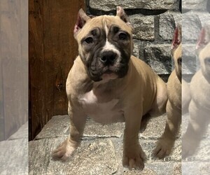 American Bully Puppy for sale in WOBURN, MA, USA