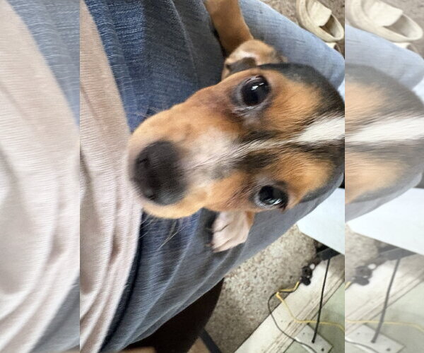 Medium Photo #3 Jack Russell Terrier Puppy For Sale in Sanford, FL, USA