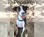 Pepper - Male Mountain Cur-Treeing Walker Coonhound Mix Dog for Adoption - Small photo