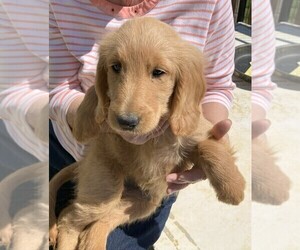 Goldendoodle Puppy for sale in FYFFE, AL, USA