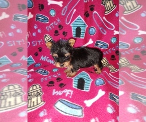 Yorkshire Terrier Puppy for Sale in LAPEER, Michigan USA