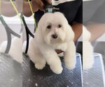 Small Maltese