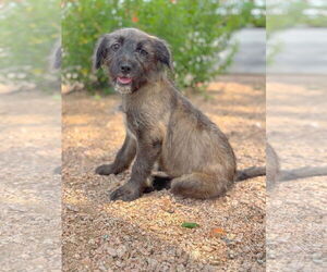 Mutt Dogs for adoption in PIPE CREEK, TX, USA