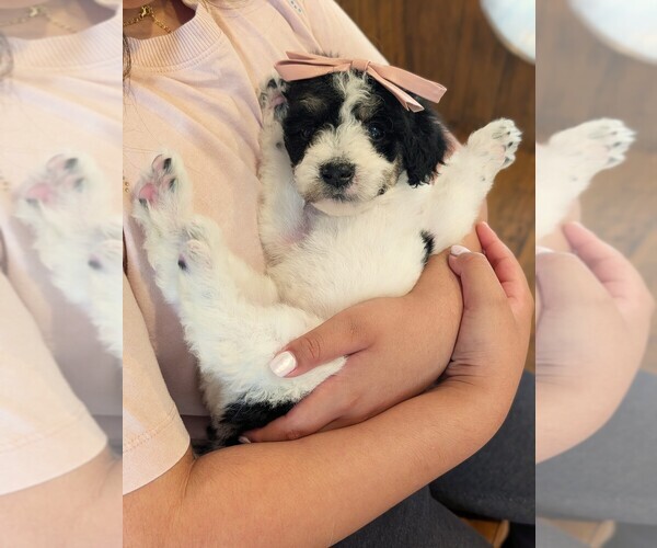 Medium Photo #3 Bernedoodle-Golden Mountain Dog Mix Puppy For Sale in DAVIS, CA, USA