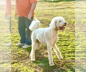 Mutt Dogs for adoption in Holly Hill, SC, USA