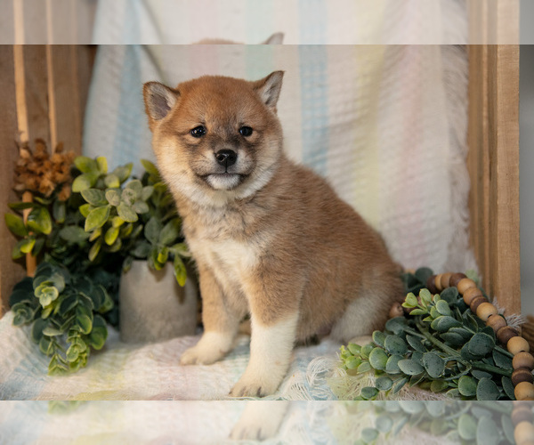 Medium Photo #3 Shiba Inu Puppy For Sale in TOPEKA, IN, USA