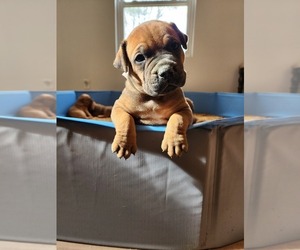 Boerboel Puppy for sale in MASON, MI, USA
