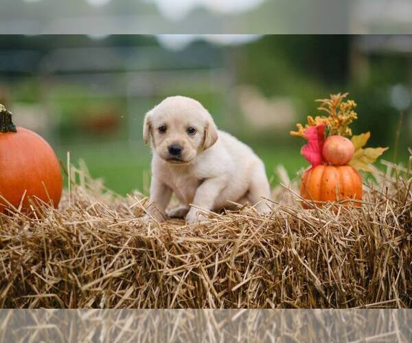 Medium Photo #1 Labrador Retriever Puppy For Sale in MAYSVILLE, GA, USA
