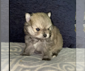 Pomeranian Puppy for sale in KENNESAW, GA, USA