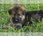Small #2 German Shepherd Dog