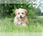 Small Photo #11 Morkie Puppy For Sale in WARSAW, IN, USA