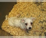 Small Photo #2 Maltese Puppy For Sale in CARROLLTON, GA, USA