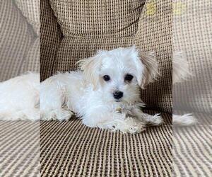 Havanese Puppy for sale in CANOGA, NY, USA