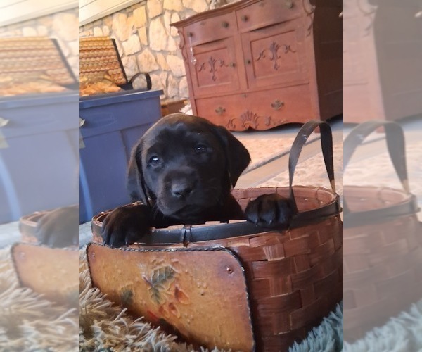 Medium Photo #15 Labrador Retriever Puppy For Sale in CLIFTON, KS, USA
