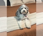 Small Photo #1 Bernedoodle (Miniature) Puppy For Sale in ROY, UT, USA