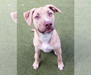 Labrador Retriever-Unknown Mix Dogs for adoption in Royal Palm Beach, FL, USA
