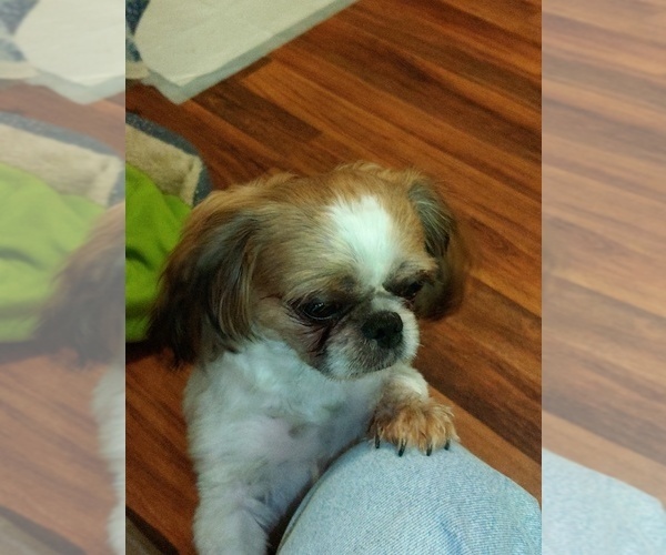 Medium Photo #1 Shih Tzu Puppy For Sale in FANNING SPGS, FL, USA