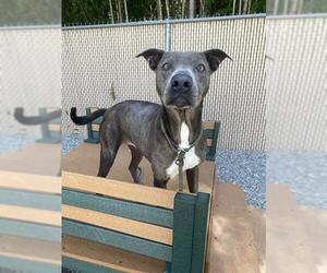 American Pit Bull Terrier Dogs for adoption in Palmetto, FL, USA