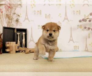 Shiba Inu Puppy for sale in CHICAGO, IL, USA