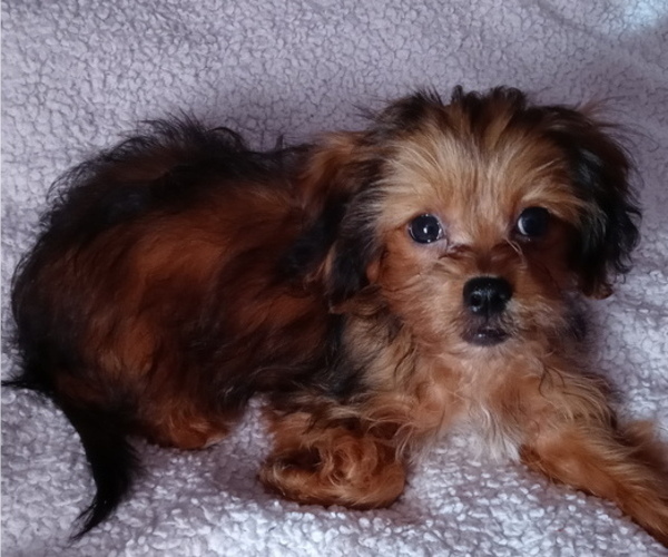 Medium Photo #4 Shih-Poo Puppy For Sale in JACKSONVILLE, OH, USA